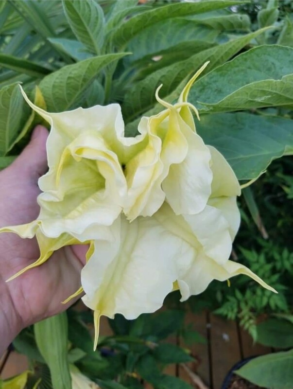 Engletrompet/Brugmansia DS Tilleul Menthe