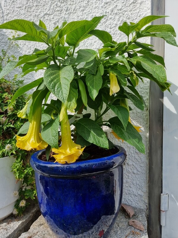 Engletrompet/Brugmansia Trippel  A