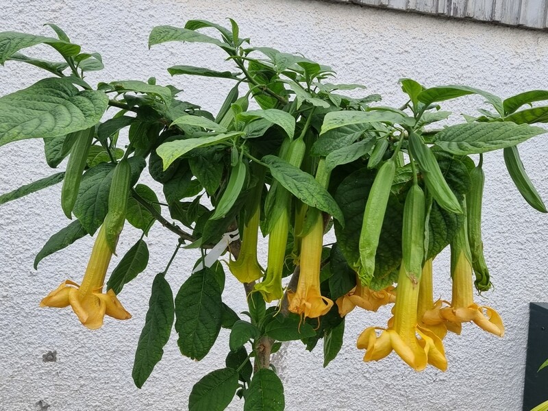 Engletrompet/Brugmansia Bergzauber