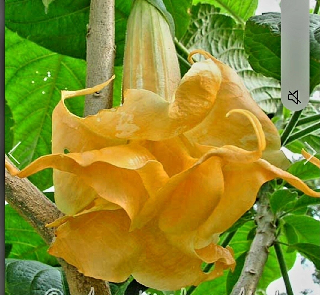 Engletrompet/Brugmansia Tropical Dream