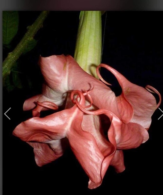 Engletrompet/Brugmansia Audrey  Lea