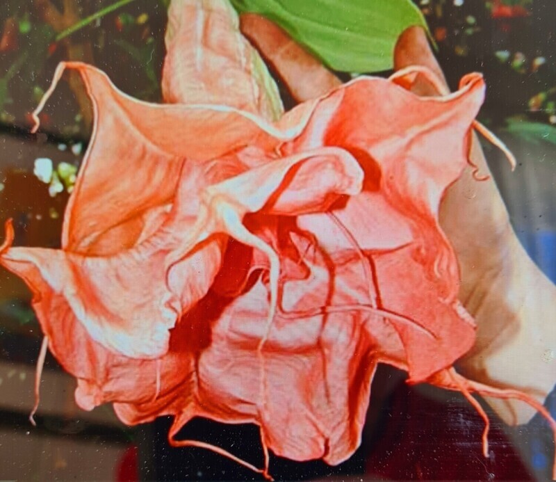 Engletrompet/Brugmansia Angels Innovation