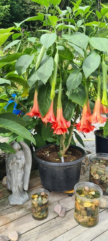 Engletrompet/Brugmansia DS Gratitude