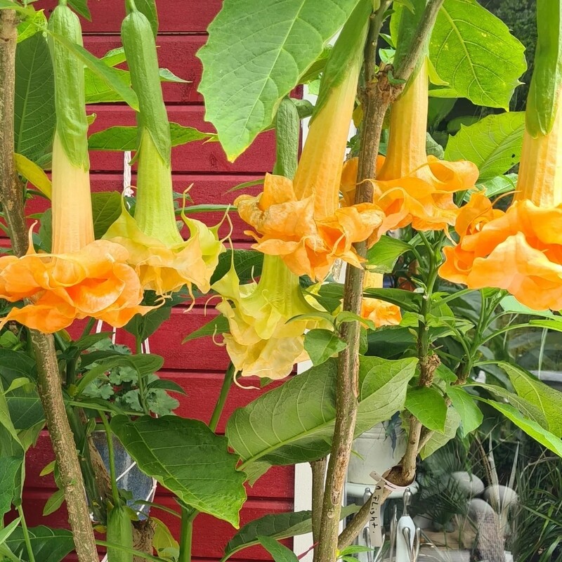 Engletrompet/Brugmansia Angels Fligth