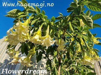 Engletrompet/Brugmansia Flowerdream