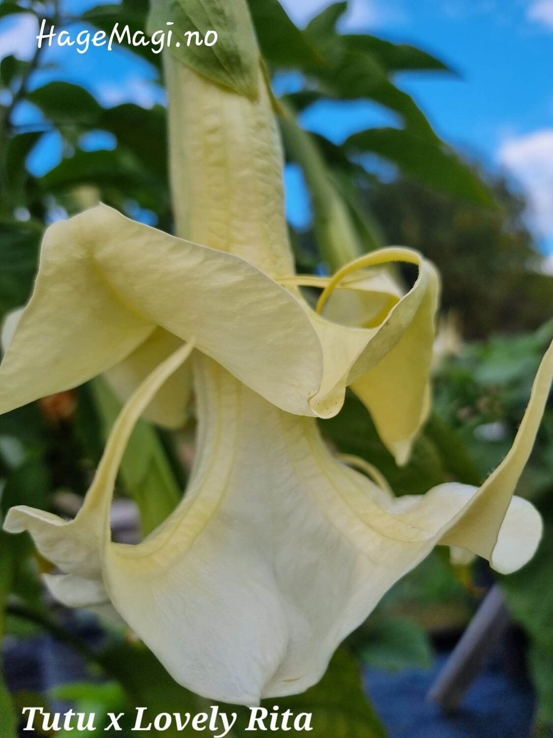 Engletrompet/Brugmansia Tutu x Lovly Rita