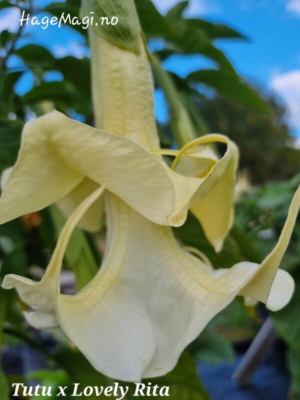 Engletrompet/Brugmansia Tutu x Lovly Rita
