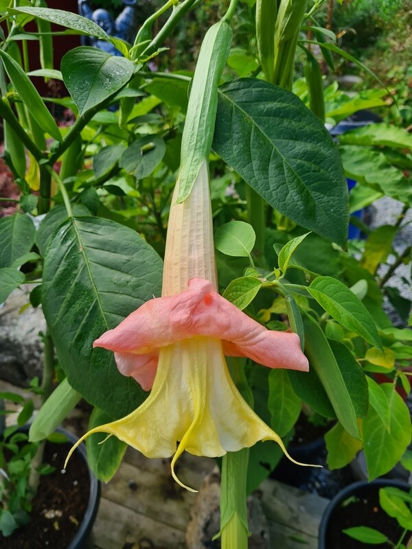 Engletrompet/Brugmansia Angels Honeymoon