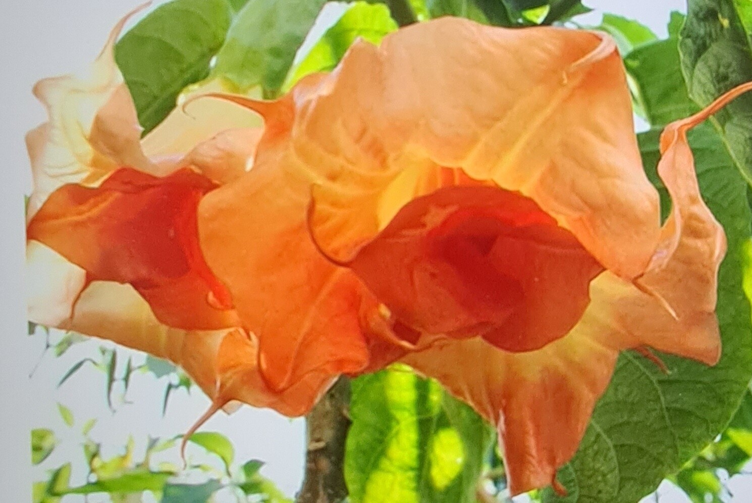 Engletrompet/Brugmansia Angels Magic Moments 