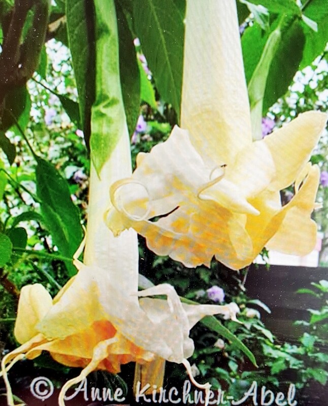 Engletrompet/Brugmansia Angels Wings