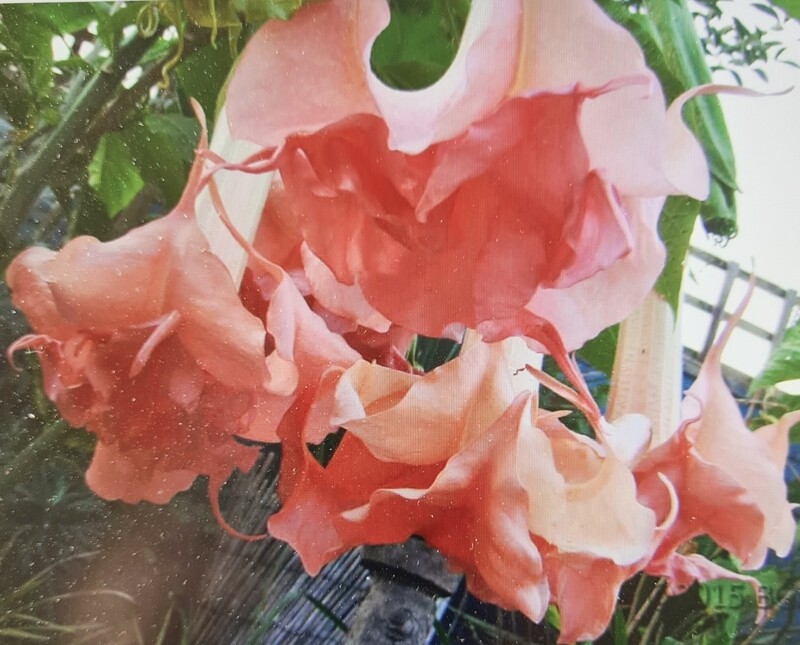 Engletrompet/Brugmansia Bergkoningin  