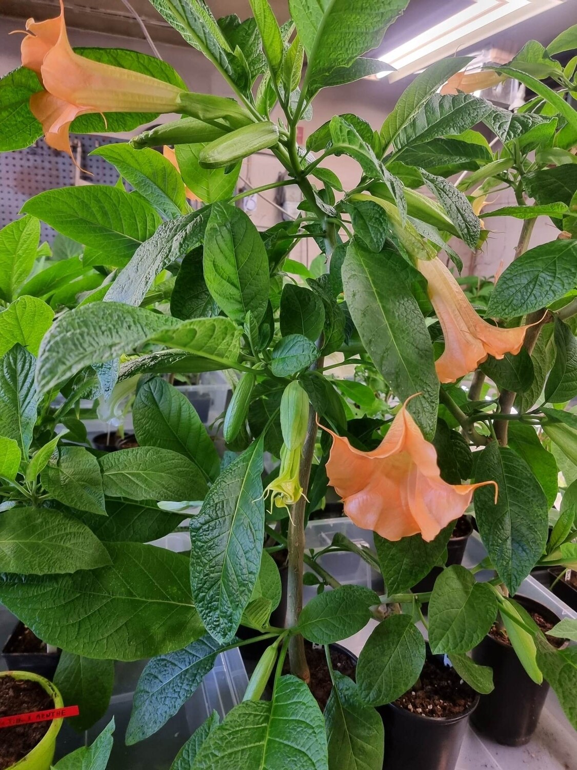 Engletrompet/Brugmansia Noid gulorange