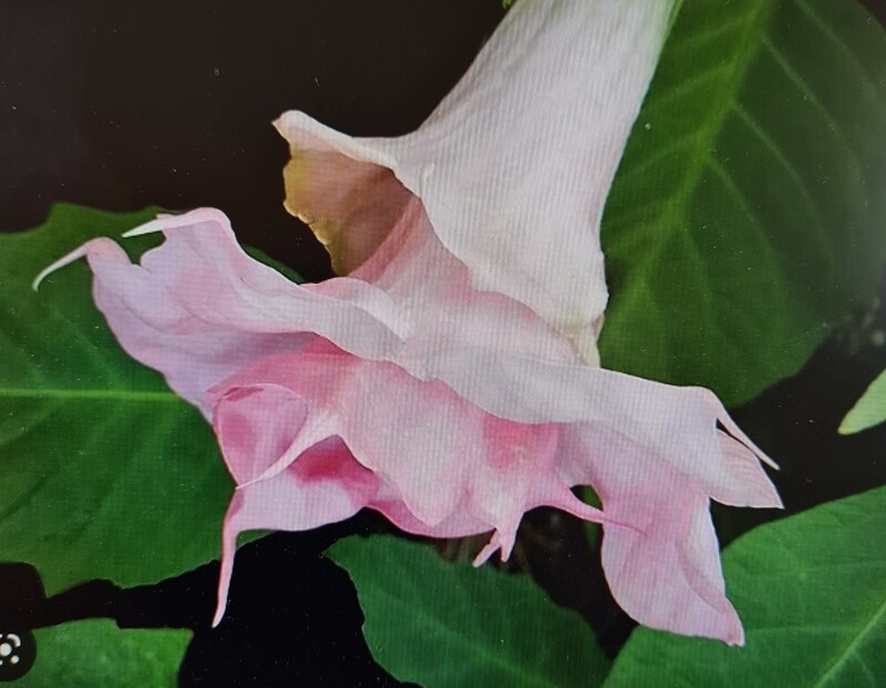 Engletrompet/Brugmansia Lizzy de Rosa 