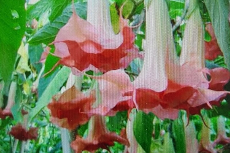 Engletrompet/Brugmansia Mon Amour M