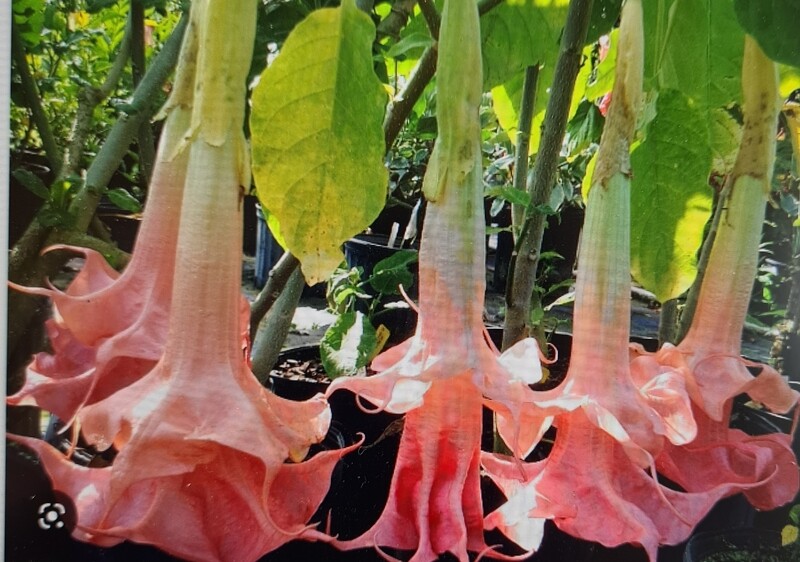 Engletrompet/Brugmansia Pink Perfektion