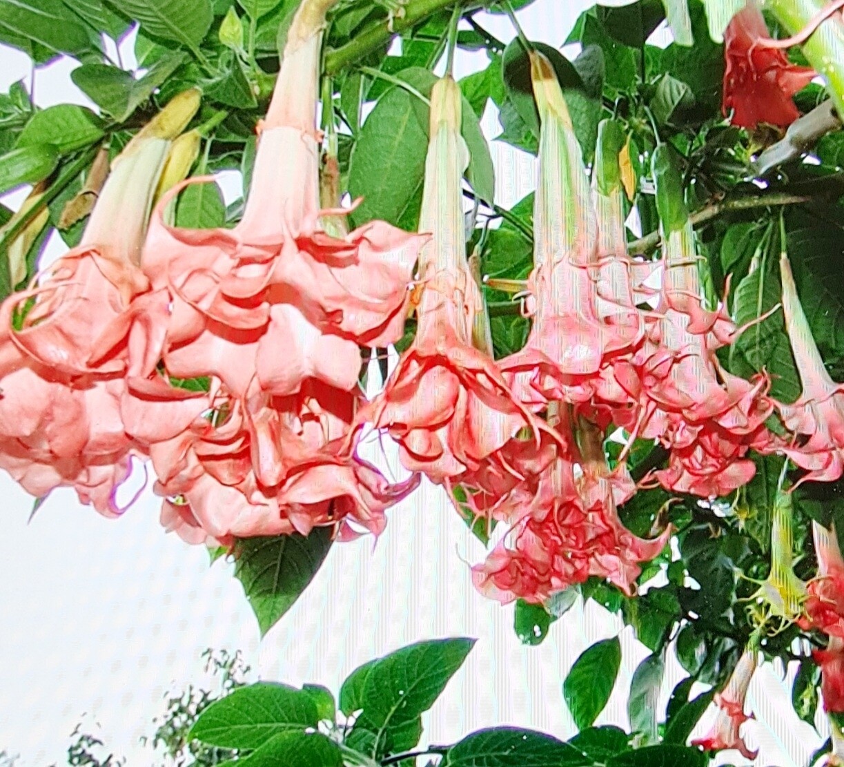 Engletrompet/Brugmansia Salmon Perfection 