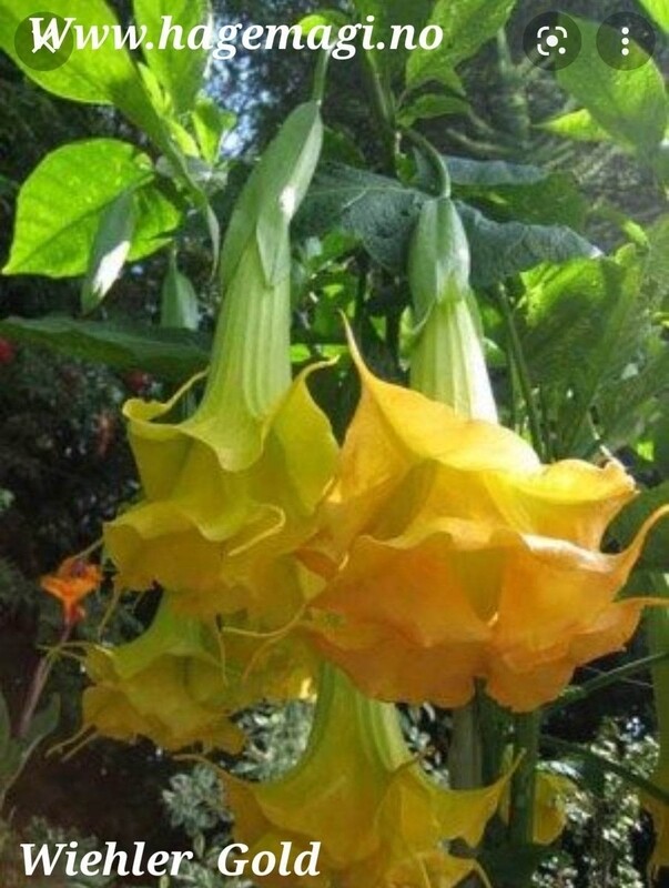 Engletrompet/Brugmansia Wiehler Gold 
