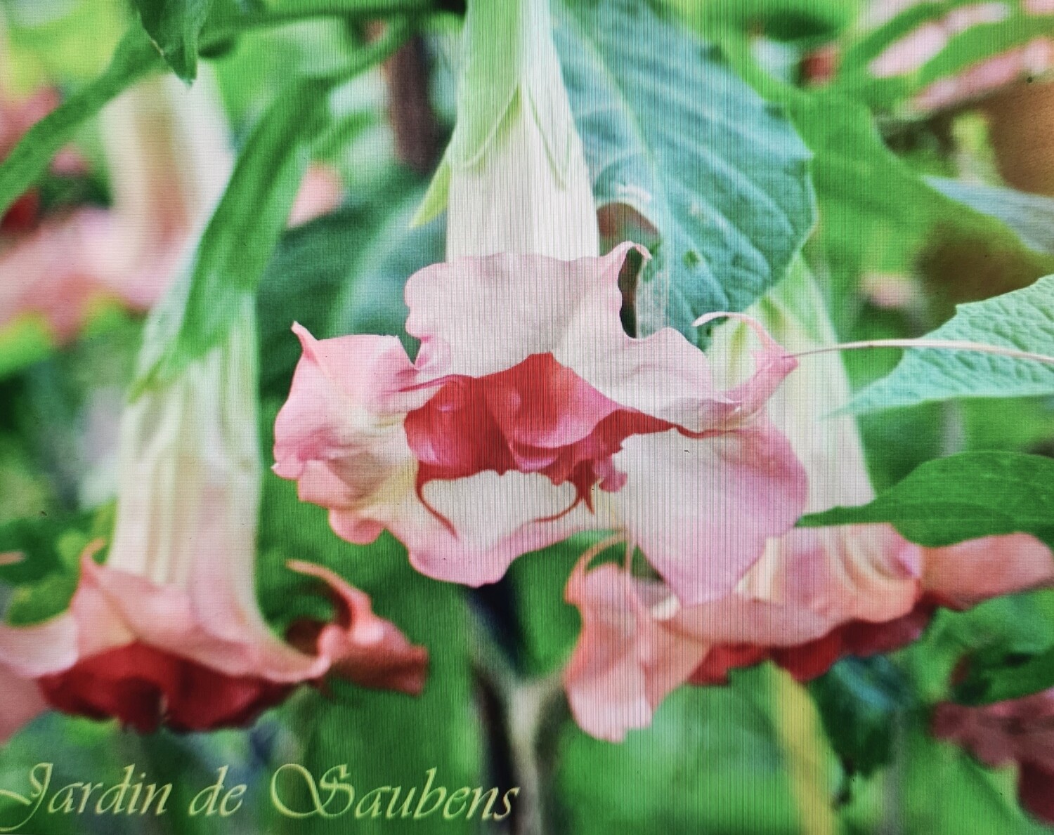 Engletrompet/Brugmansia SB Isabelle 