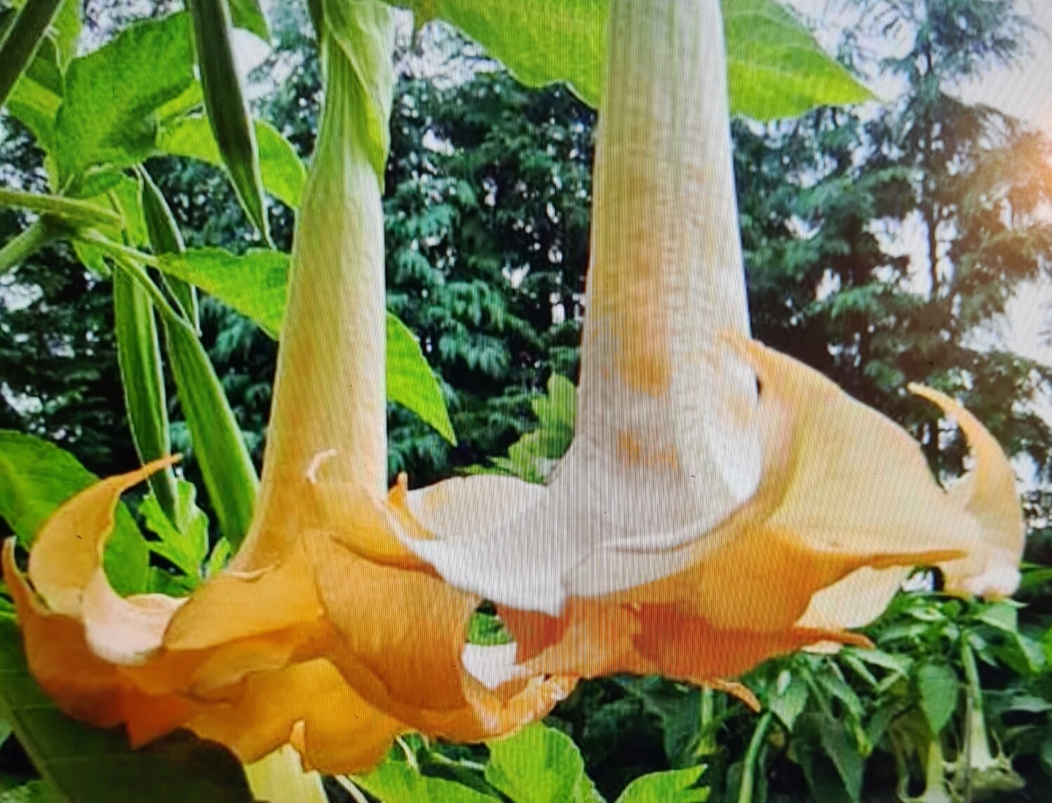 Engletrompet/Brugmansia Sonja