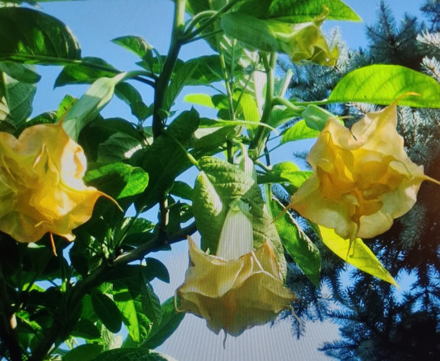 Engletrompet/Brugmansia Sundwind 