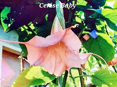 Engletrompet/Brugmansia Cerise Baby