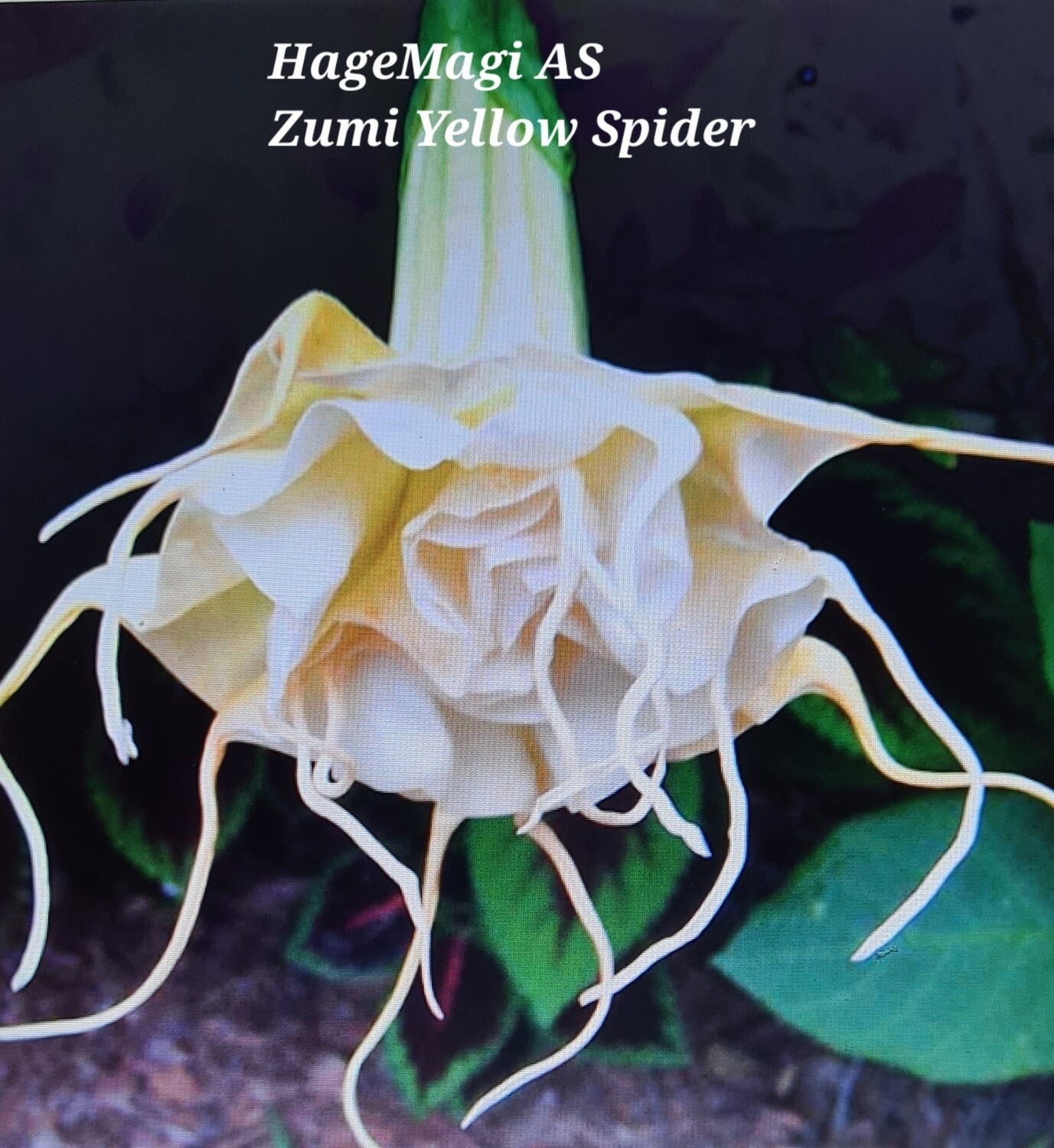 Engletrompet/Brugmansia Zuni Yellow Spider 
