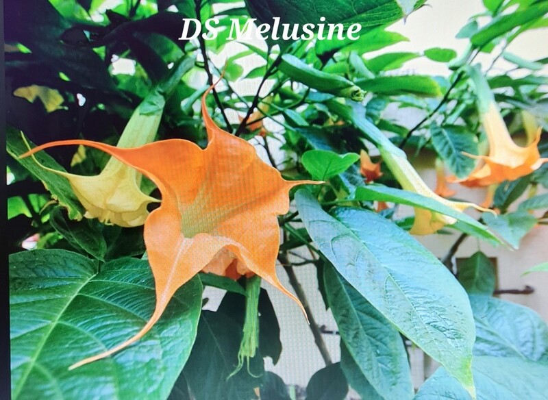 Engletrompet/Brugmansia DS Melusine