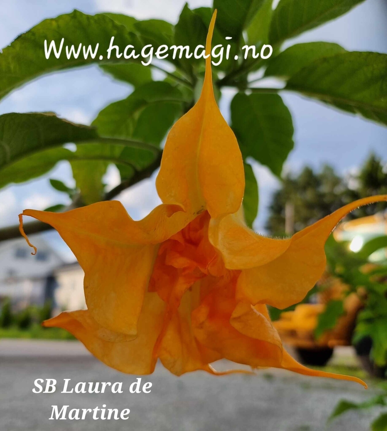 Engletrompet/Brugmansia SB Laura de Martine 