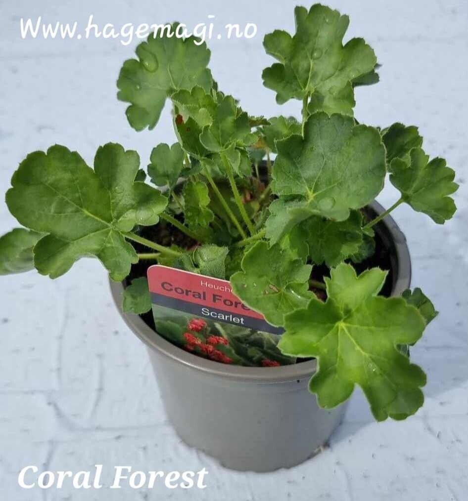 Alunrot/Heuchera - Coral Forest