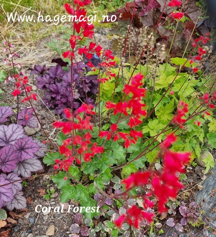 Alunrot/Heuchera - Coral Forest