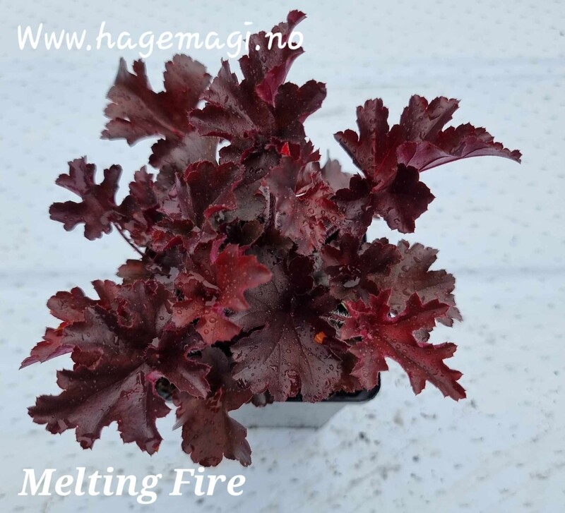 Alunrot/Heuchera - Melting Fire