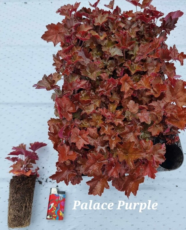 Alunrot/Heuchera - Palace Purple- pluggplante 