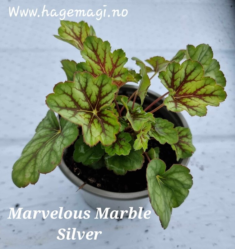 Alunrot/Heuchera - Marvelous Marble Silver - 12 cm potte
