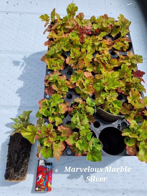 Alunrot/Heuchera- Marvelous Marble Silver- pluggplante 