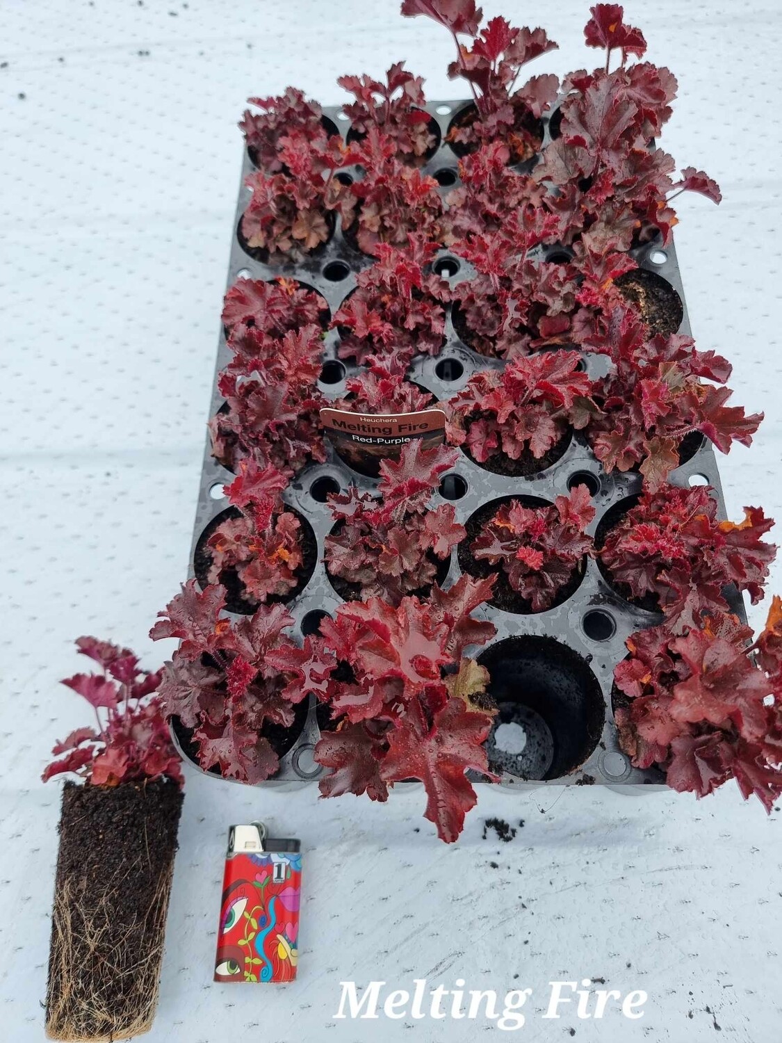 Alunrot/Heuchera - Melting Fire- pluggplante