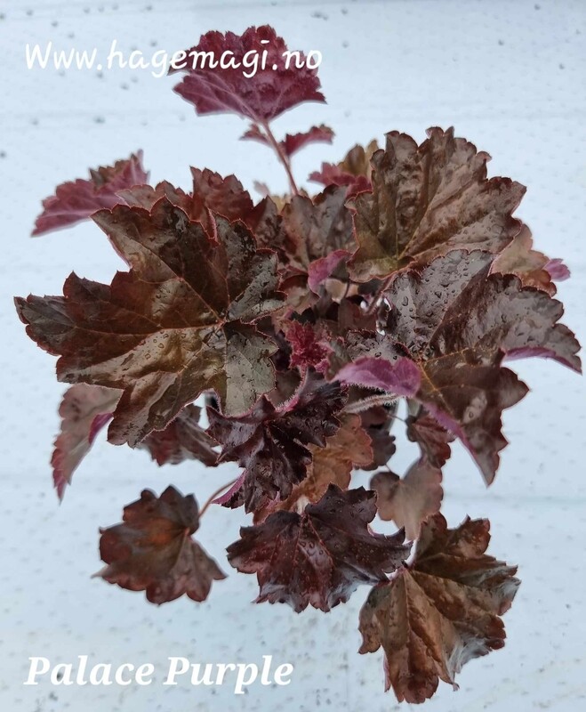 Alunrot/Heuchera - Palace Purple