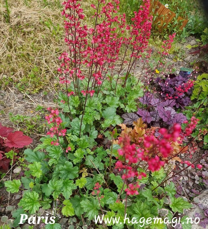 Alunrot/Heuchera - Paris
