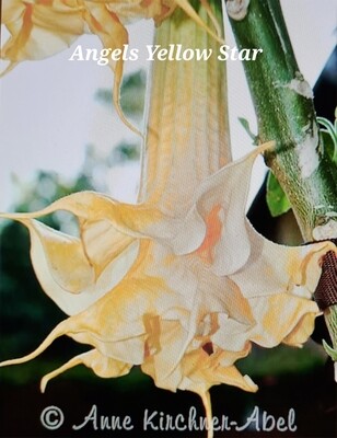 Engletrompet/Brugmansia Angels Yellow Star