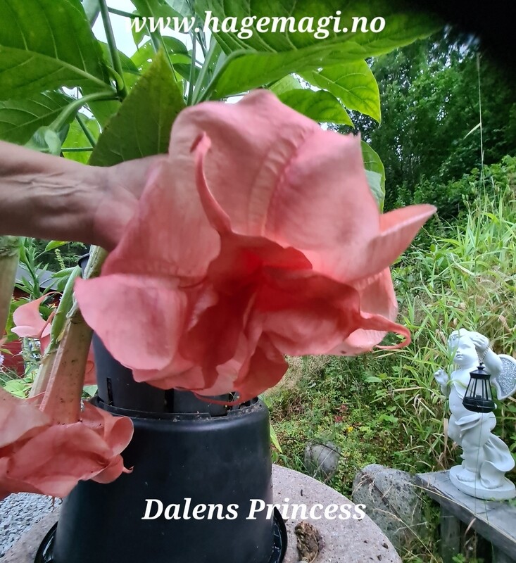 Engletrompet/Brugmansia Dalens Princess