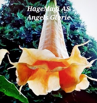 Engletrompet/Brugmansia Angels Glorie