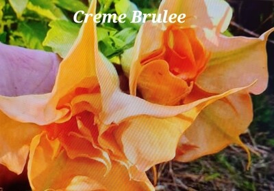 Engletrompet/Brugmansia Creme Brulee