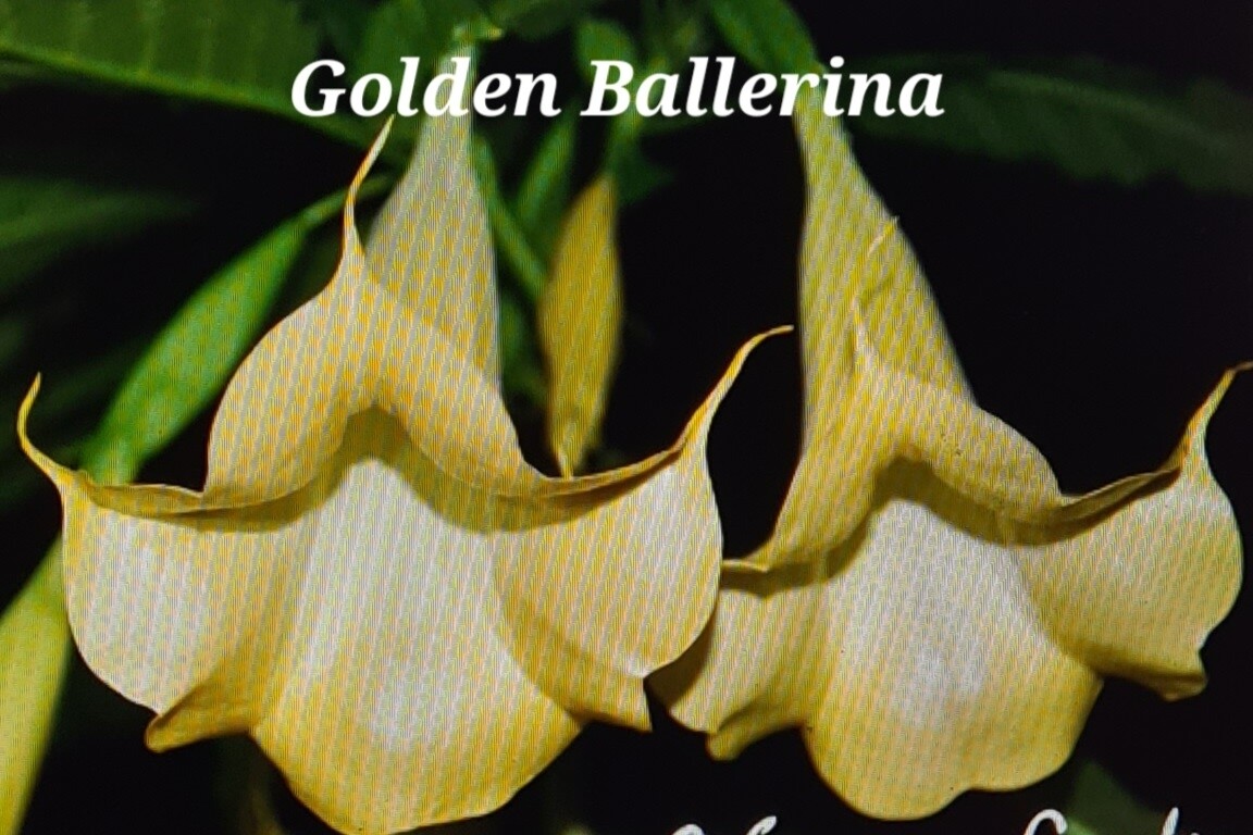 Engletrompet/Brugmansia Golden Ballerina