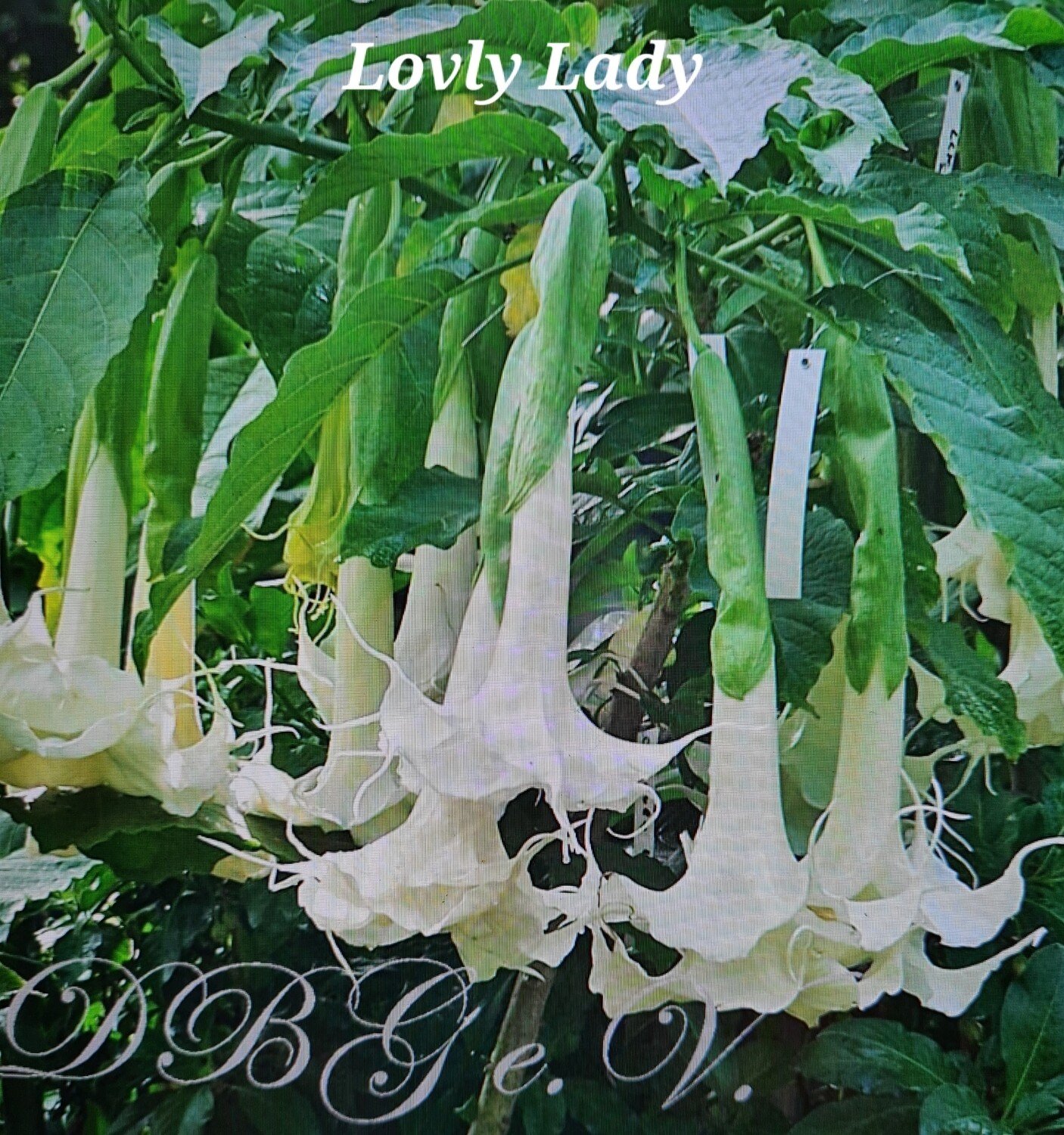 Engletrompet/Brugmansia Lovly Lady