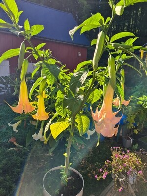 Engletrompet/Brugmansia Painted Lady