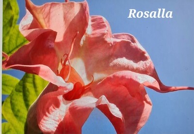 Engletrompet/Brugmansia Rosalla