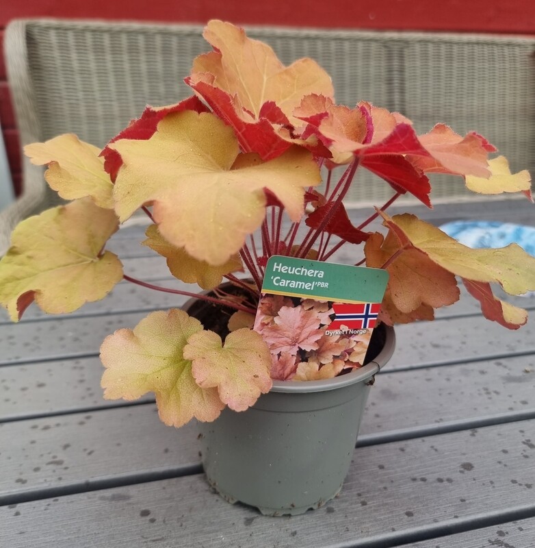 Alunrot/Heuchera - Caramel