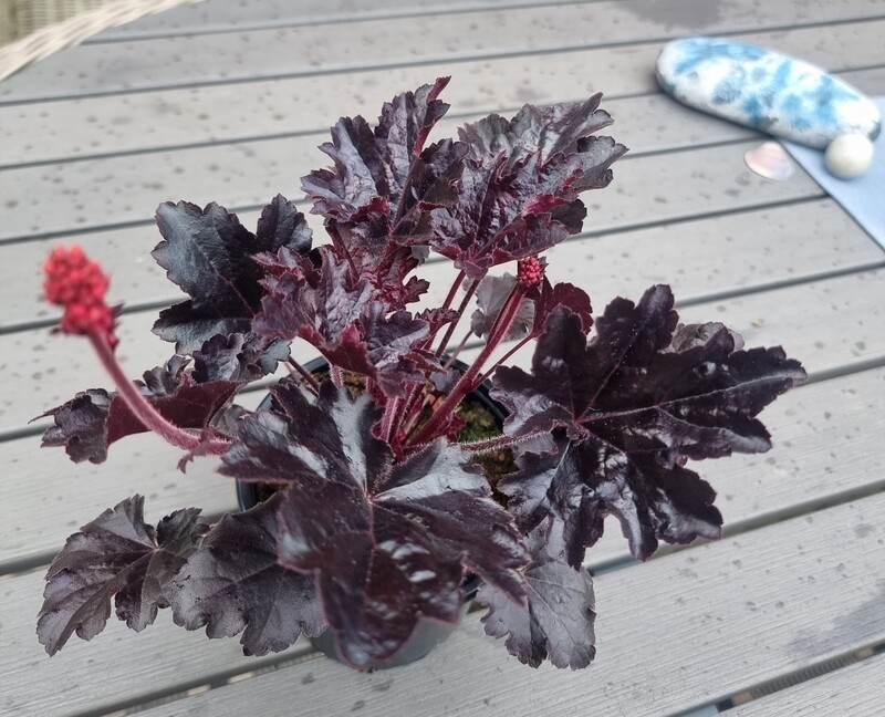 Alunrot/Heuchera - Timeless night