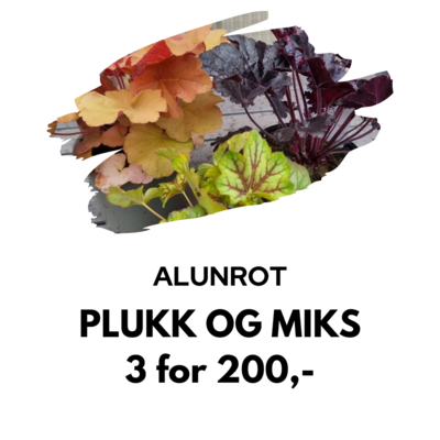 Alunrot - Ampel/potte - 3 stk i 12 cm potter