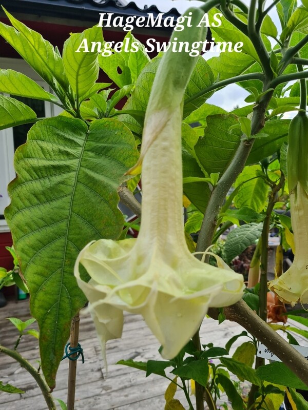 Engletrompet/Brugmansia Angels Swingtime