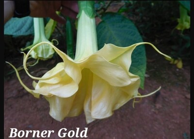 Engletrompet/Brugmansia Borner Gold